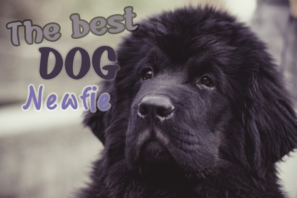 一只纽芬兰小狗坐在一旁观看图片下载