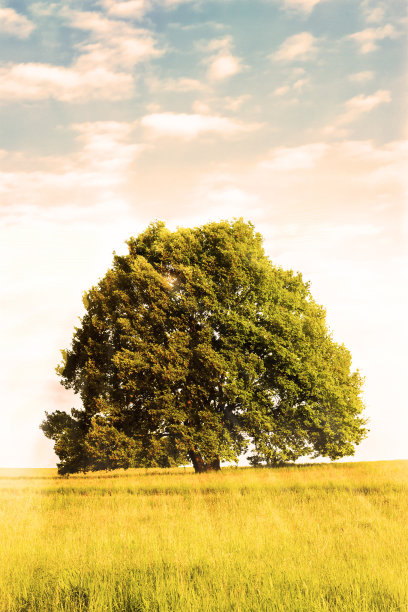 日出时分的橡树图片下载