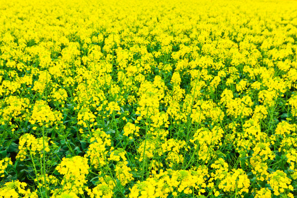 鲜花的背景图片下载