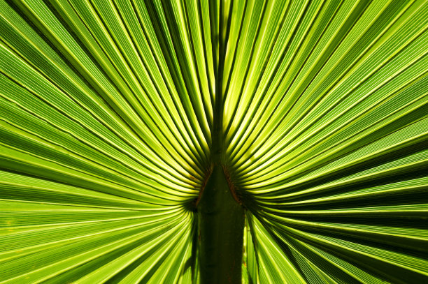 饱和的绿色棕榈叶背光正午的太阳图片下载