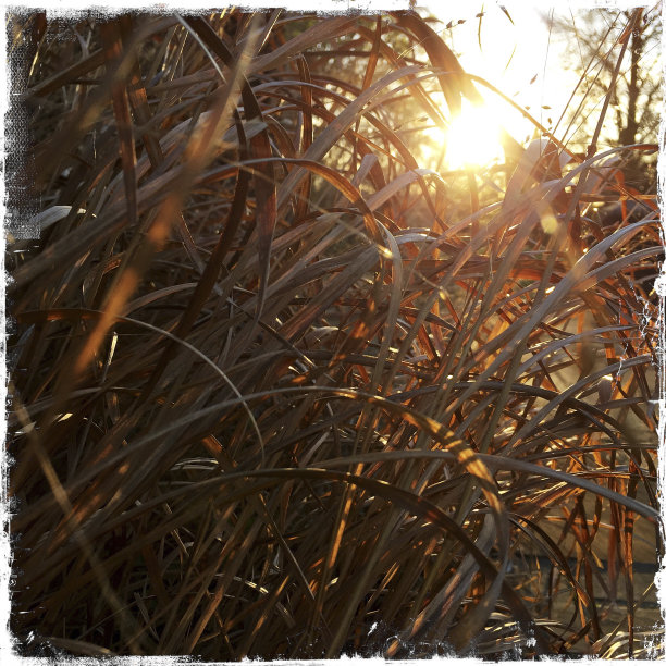 花园里的草地上的日出图片下载