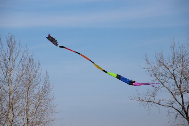 树间风筝图片下载