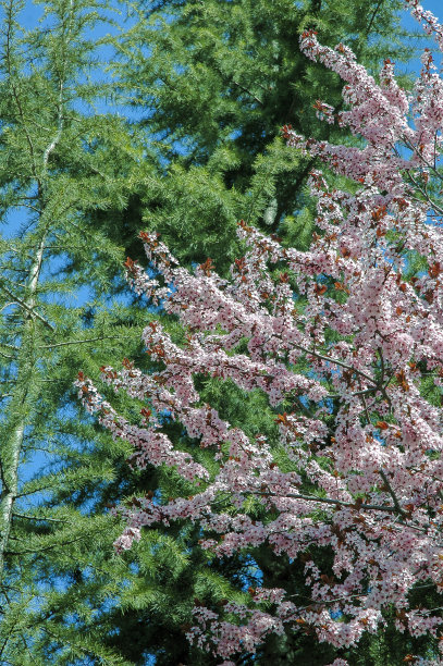 春天的绿色图片下载