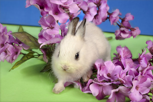兔子花图片下载