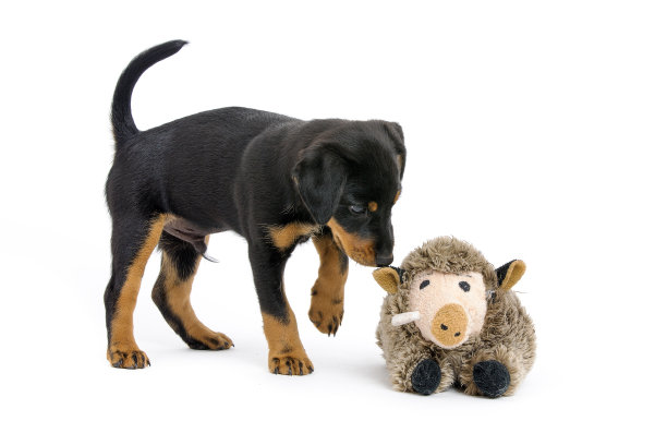 德国猎梗的第一课图片下载