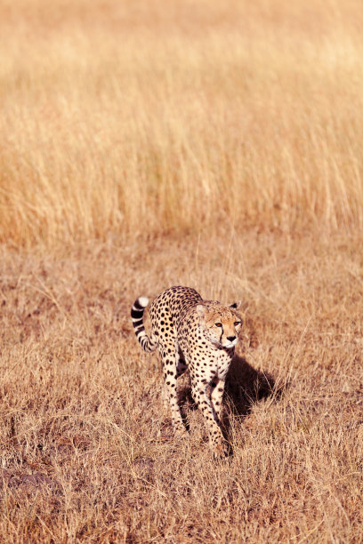 马赛马拉的雄性猎豹图片下载