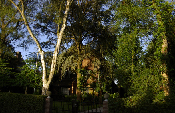 佛瑞斯特家图片下载