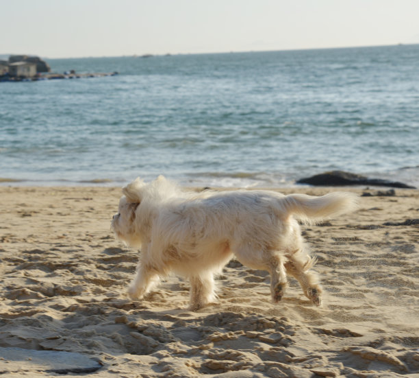 小狗在沙滩上快速奔跑图片下载