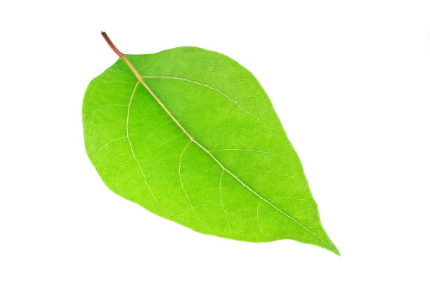 叶图片下载