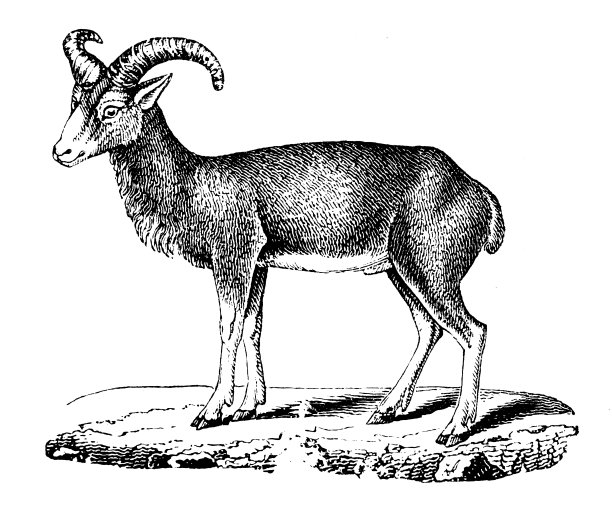 穆弗隆的古董插图(Ovis orientalis orientalis)图片下载