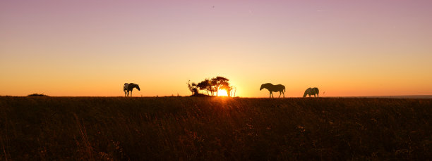 马轮廓图片下载