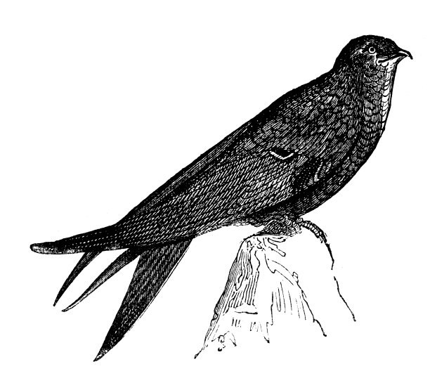 普通雨燕古董插画素材图片