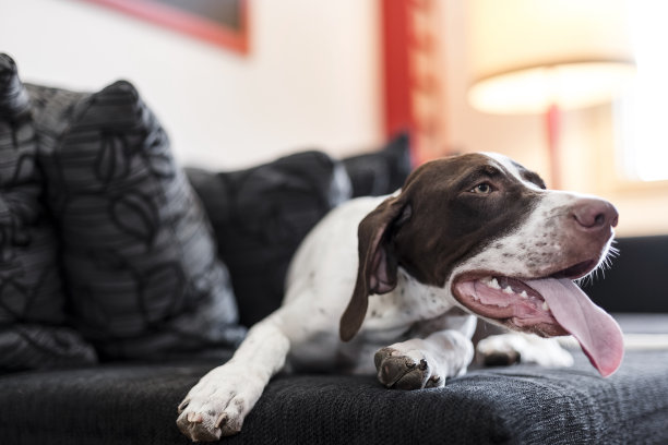 狗躺在沙发上图片下载