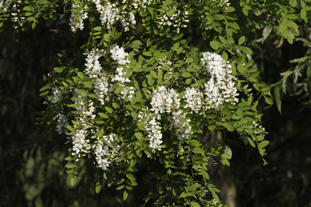 刺槐树上垂着白花图片下载