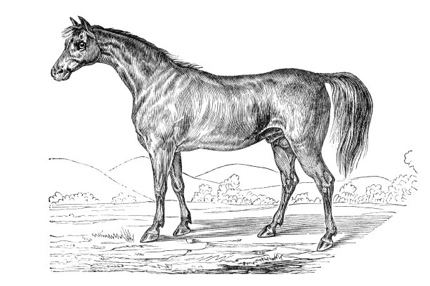 阿拉伯马雕刻图片下载