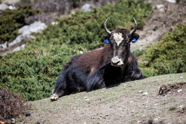 尼泊尔安纳普尔纳斯地区的野牦牛躺在地上图片下载