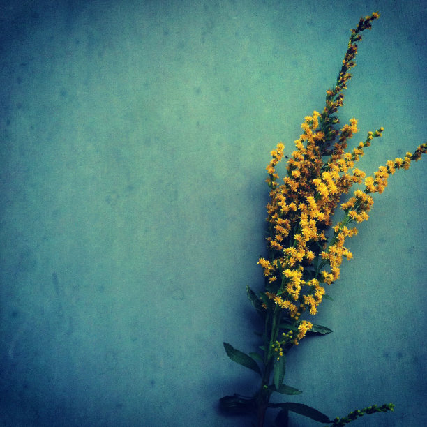 蓝色背景上的黄色花朵图片下载