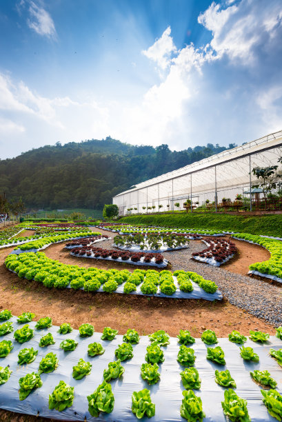 在花园里水培蔬菜。图片下载