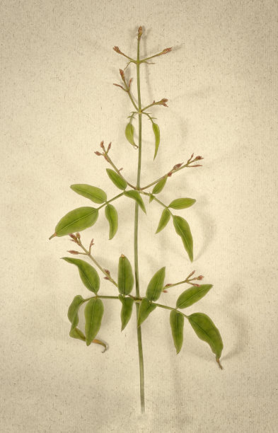 茉莉花的叶子图片下载