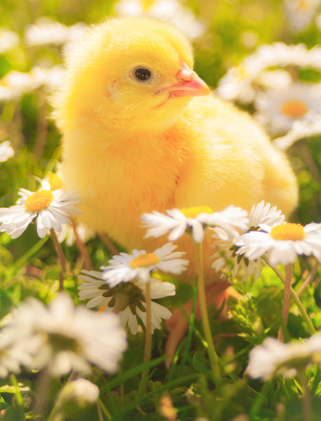 在春天孵化和开花图片下载