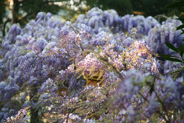 美丽的花园图片下载