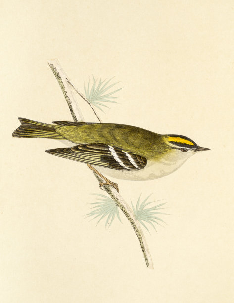 Goldcrest, 19世纪的插图图片下载
