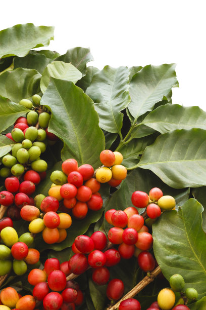 咖啡收成图片下载