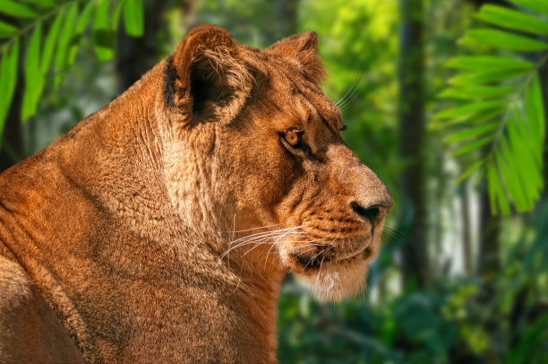 雌狮看起来很好奇图片下载