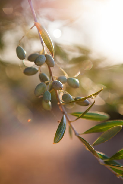 夕阳下的橄榄枝图片下载