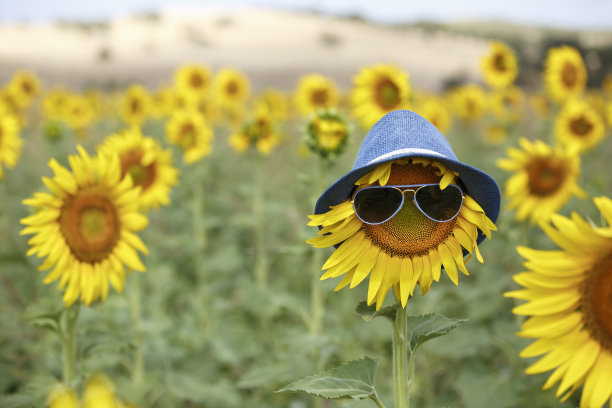 向日葵图片下载