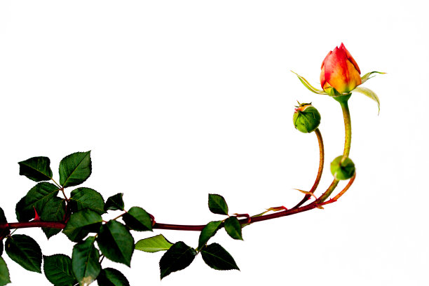 粉红色的玫瑰花蕾孤立在白色上图片下载