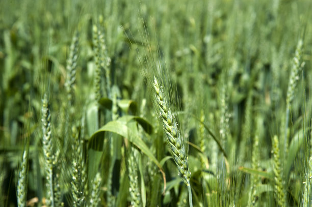 绿色的小麦的耳朵图片下载