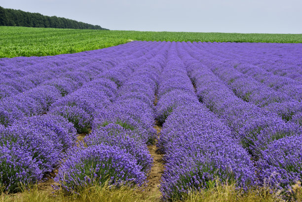 薰衣草田图片下载