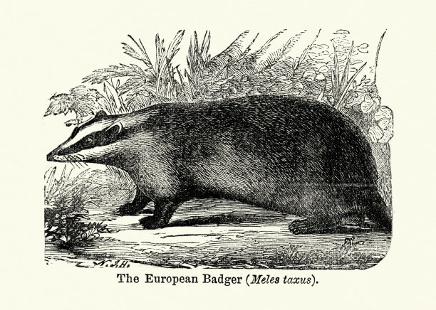 欧洲獾图片下载