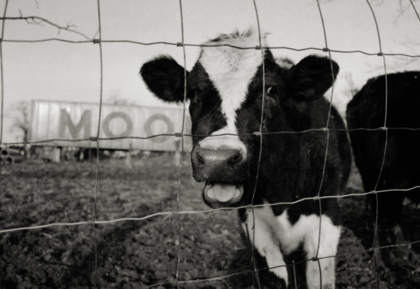 有趣的奶牛图片图片下载