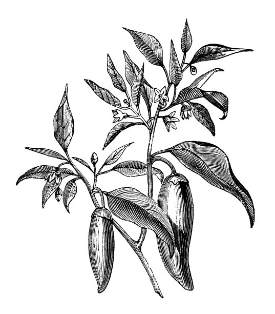 古色古香的辣椒插图图片下载