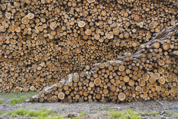 最近砍伐的原木图片下载