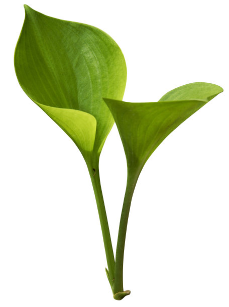 热带绿叶孤立在白色与修剪路径素材图片