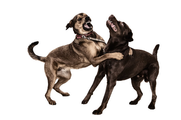 危险的狗图片下载