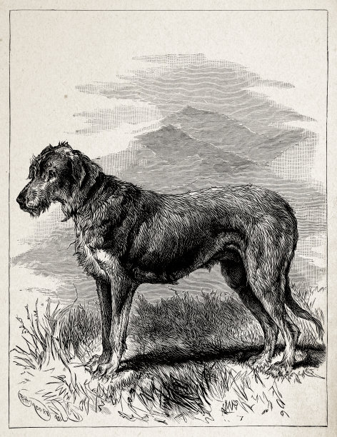 爱尔兰猎狼犬图片下载