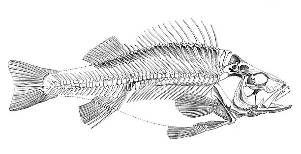 古色古香的鱼骨架插图图片下载