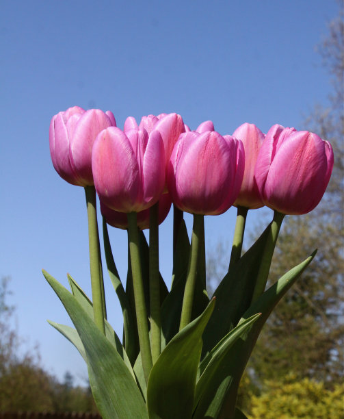 低视角的郁金香图片下载