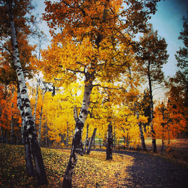 白杨和路径图片下载