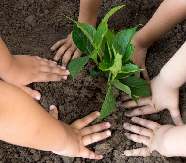 女孩们种了一棵小树素材图片