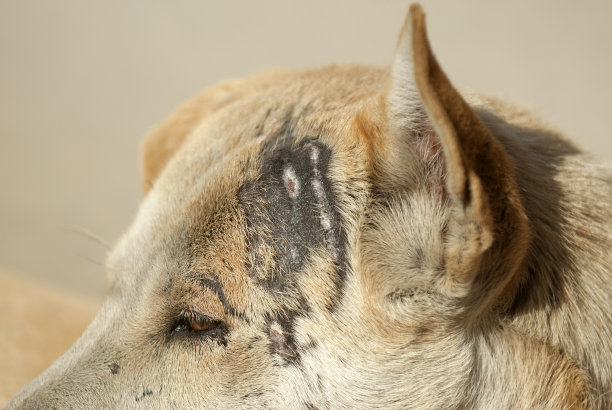 狗头部受伤图片下载