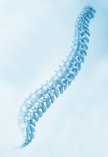 人类的脊椎图片下载