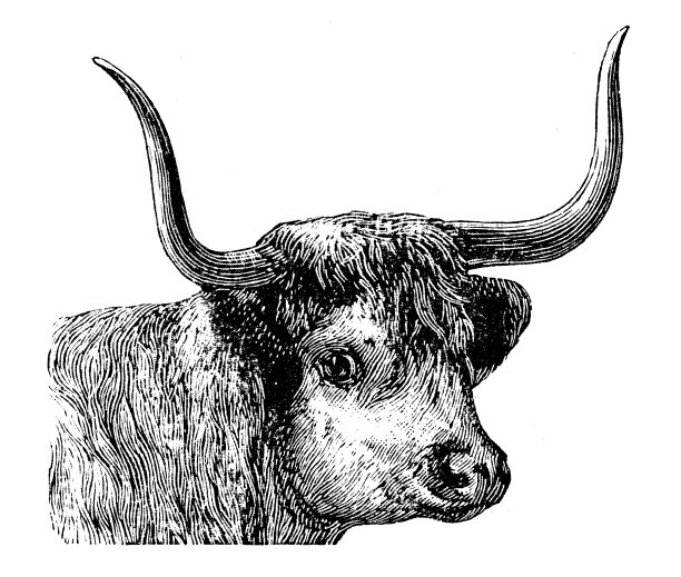 西部高地奶牛的古董插图图片下载