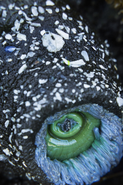 绿色的海葵嘴图片下载