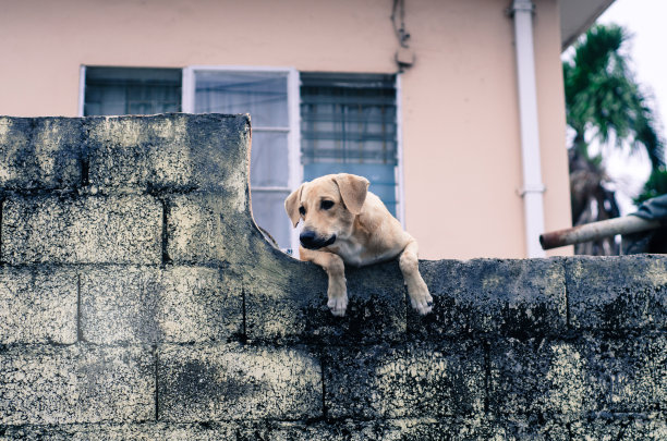 狗往墙外看图片下载
