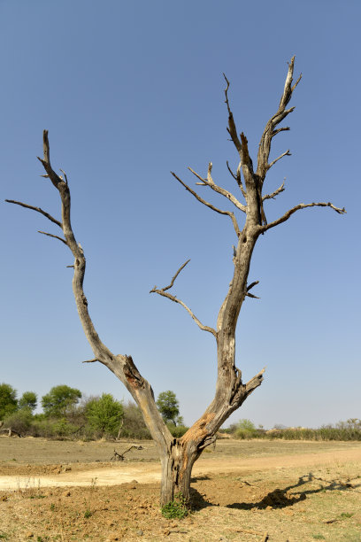 非洲干旱景观，博茨瓦纳的加巴罗内图片下载